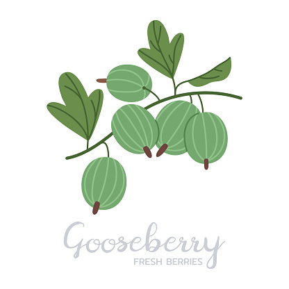 Ripe gooseberry. Hand drawn juicy edible fresh berries, gooseberries with caption, flat vector illustration. Delicious berries on white