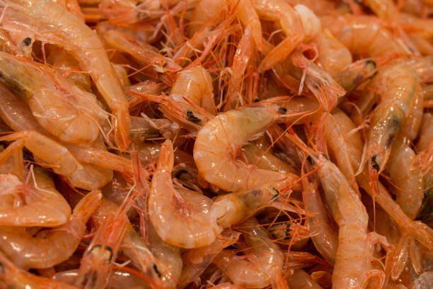 Close-up of Shrimp
