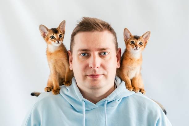 Smiling funny man in blue hoodie with twin Abyssinian cats, small newborn kittens sitting on shoulders. White background. Happy pets, fluffy domestic animals. Cute, friendly, animal kitty lovers. hombre divertido sonriente con sudadera con capucha azul con gatos abisinios gemelos, pequeños gatitos recién nacidos sentados sobre hombros. fondo blanco. mascotas felices, animales domésticos esponjosos. lindos, amigables y amantes de los gatitos anim