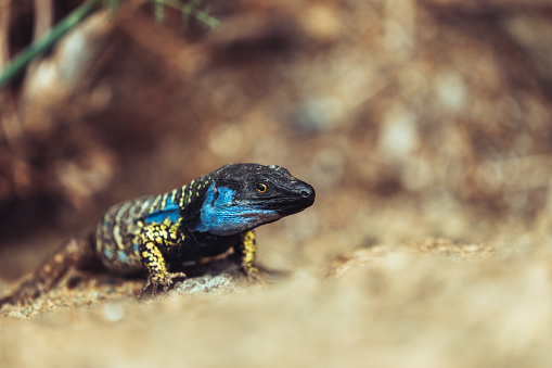 Endemic Gallot's lizard of Tenerife Gallotia galloti: prehistoric reptiles.