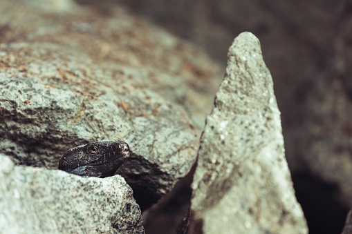 Endemic Gallot's lizard of Tenerife Gallotia galloti: prehistoric reptiles.