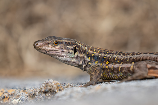 Endemic Gallot's lizard of Tenerife Gallotia galloti: prehistoric reptiles.