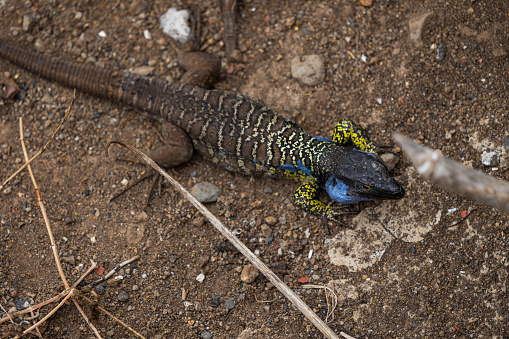 Endemic Gallot's lizard of Tenerife Gallotia galloti: prehistoric reptiles.