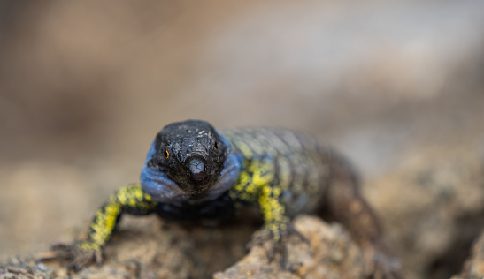 Endemic Gallot's lizard of Tenerife Gallotia galloti: prehistoric reptiles.