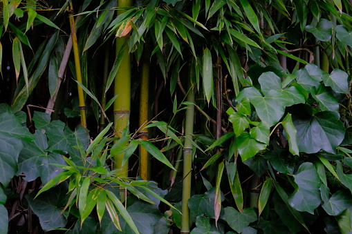 Bunch of yellow groove bamboo , ornamental plant. Can be used for hedges.