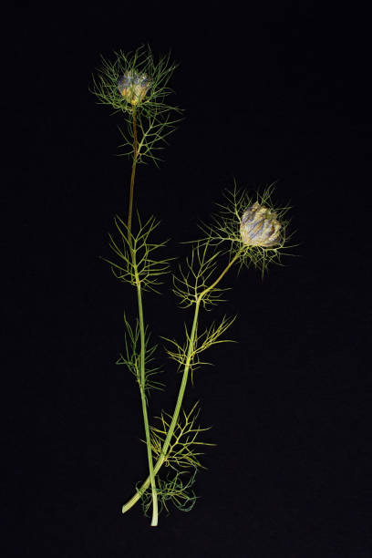 istock dried flowers on white background 2073815369