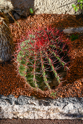 Detail of a cactus in the main public park of Monaco Ville, on the French Riviera