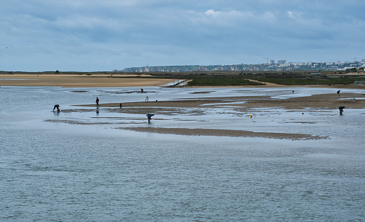 A group of locals engage in the time-honored tradition of harvesting shellfish during low tide.