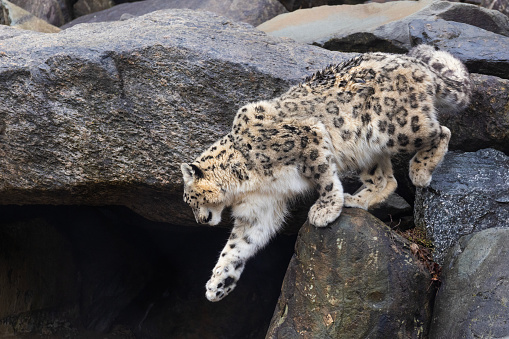 Two aggressive snow leopards.