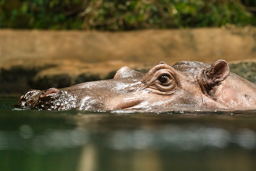 Hippopotamus , also shortened to hippo (pl.: hippos; Hippopotamus amphibius)