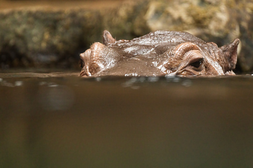 Hippopotamus , also shortened to hippo (pl.: hippos; Hippopotamus amphibius)