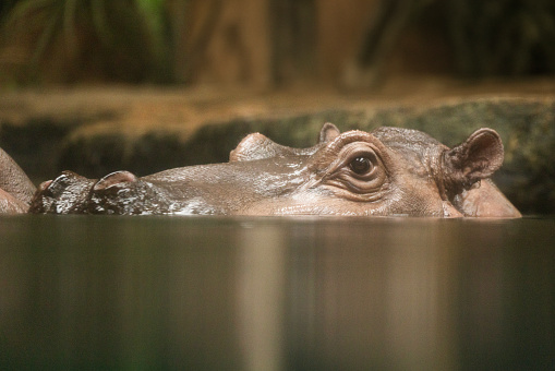 Hippopotamus , also shortened to hippo (pl.: hippos; Hippopotamus amphibius)