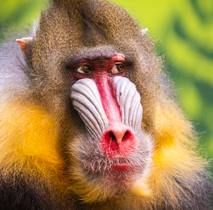 Male mandrill (Mandrillus sphinx) portrait