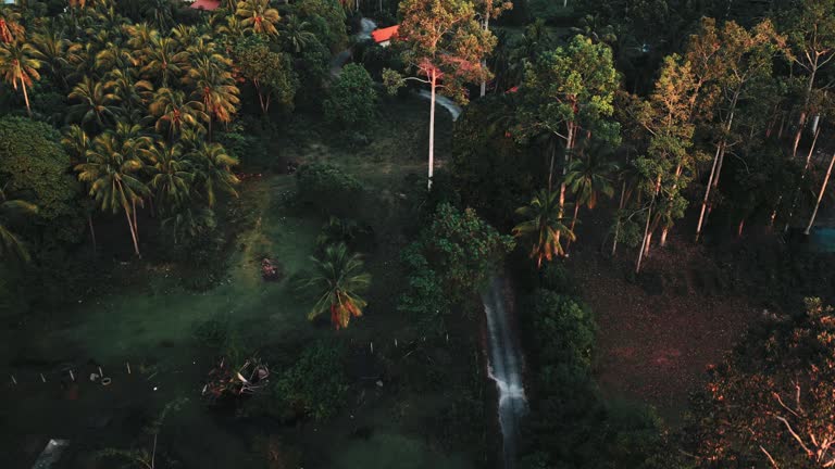 Fly over drone shot, tilted, of Thai palm tree forest on Ko Samui. Aerial footage of flight over tropical palms, green nature, Thailand.