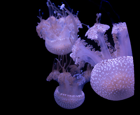A group of jellyfish illuminated by a soft pink light in a dimly lit aquarium