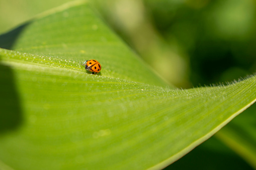A close-up of a ladybug perched on a dew-covered green leaf