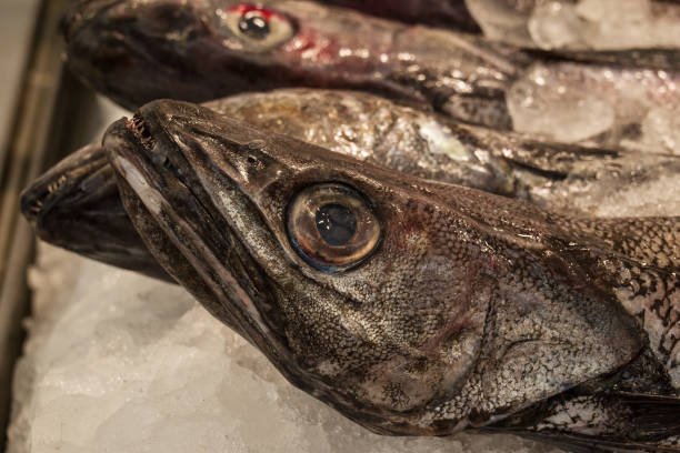 fish market with many different fresh fishes