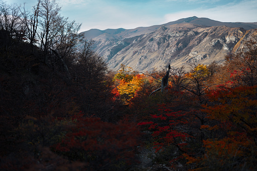 An Autumn view of colorful plants on Patagonia views also of the Andes mountains