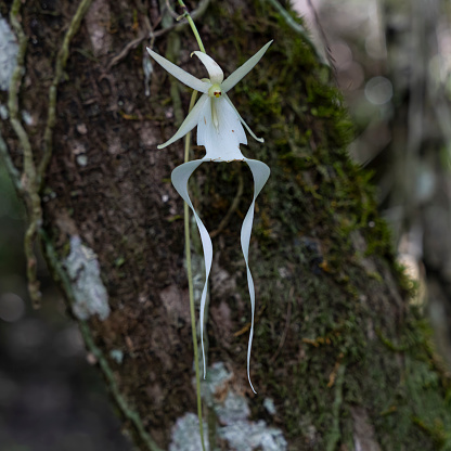 A ghost orchid blooming on tree branch