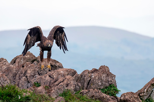 A majestic golden eagle looking around in Asturias, Spain.