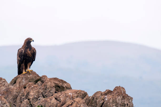 istock A majestic golden eagle in Spain. 2073857192