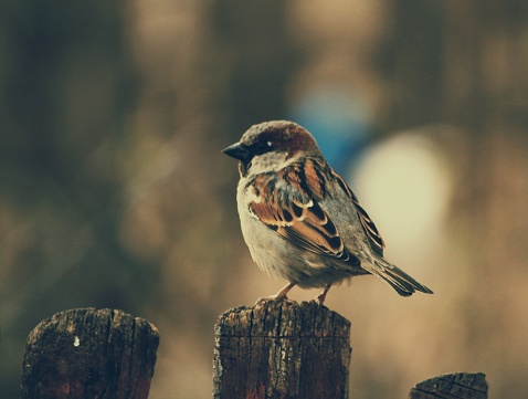 A tiny bird perched on a fence post next to a blue sky