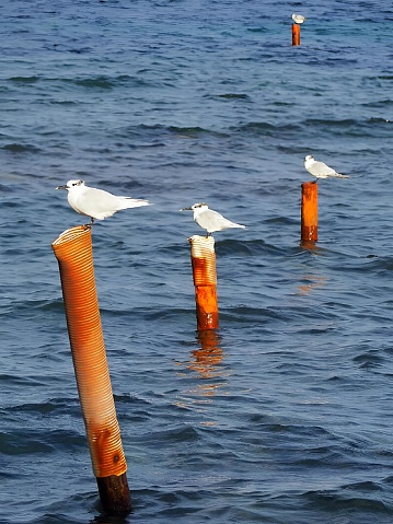 White birds perched on a post in the ocean near the shore