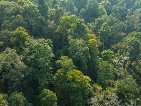 Bird's-eye view of tropical rainforest