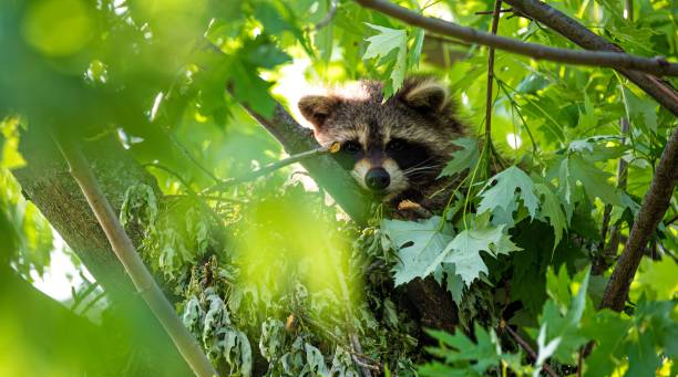 istock a raccoon peeking out from under leaves in a forest 2073863717