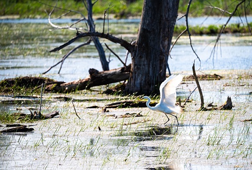 A great egret strolling near a tree in a wetland