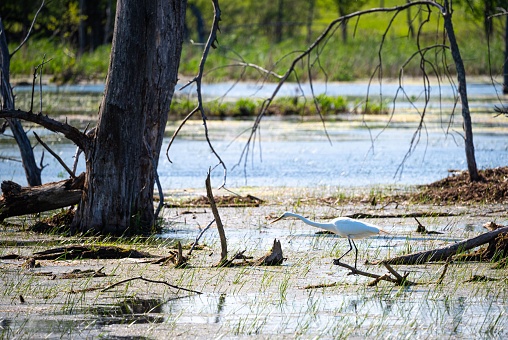 A great egret strolling near a tree in a wetland