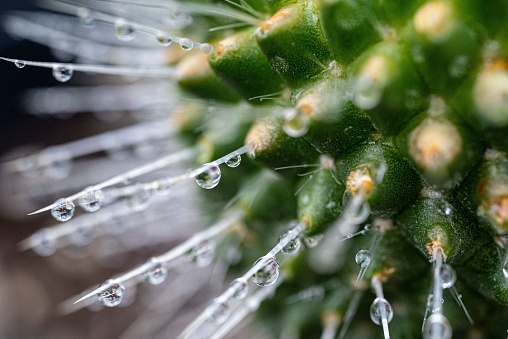 Close-up of cactus stems covered in multiple dew drops