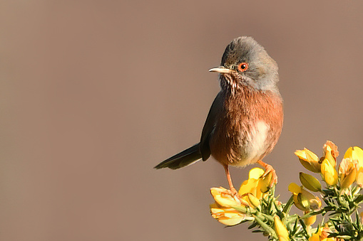 Dartford Warbler On A Gorse Bush\n\nPlease view my portfolio for other wildlife photos.