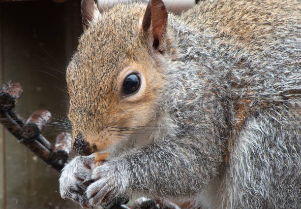 istock A gray Squirrel finds a peanut on the deck 2073871078