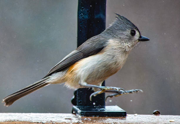 istock A Tuted Titmouse on the bird feeder 2073871599