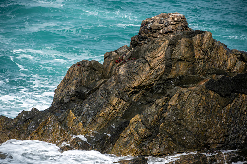 Red Sally Lightfoot Crabs resting amongst rock crevices at Ajuy, Fuerteventura, Canary Islands, Spain