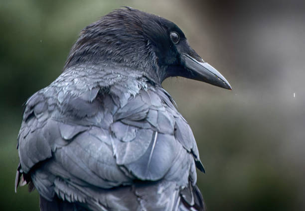 A large black bird lands on the deck