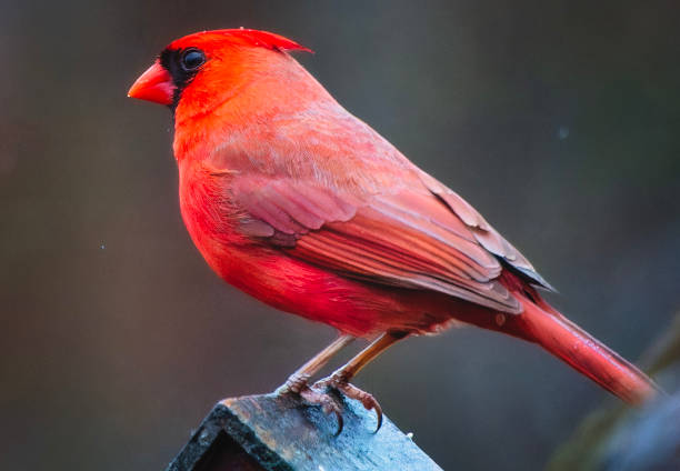 A male Northern Cardinal perched on a chair in the garden after taking a bath.