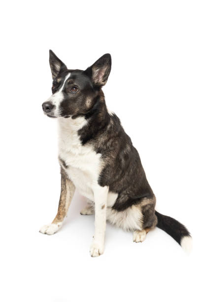 istock Black and white cute dog sitting on white 2073872651