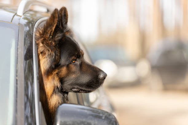 istock German Shepherd dog enjoying road trip in car window 2073874734