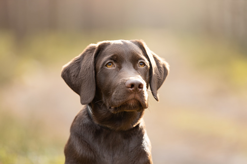 Labrador retriever puppy dog portrait in forest. This file is cleaned and retouched.