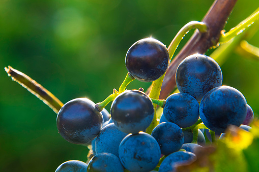 Bllue Othello grapes in October in a garden