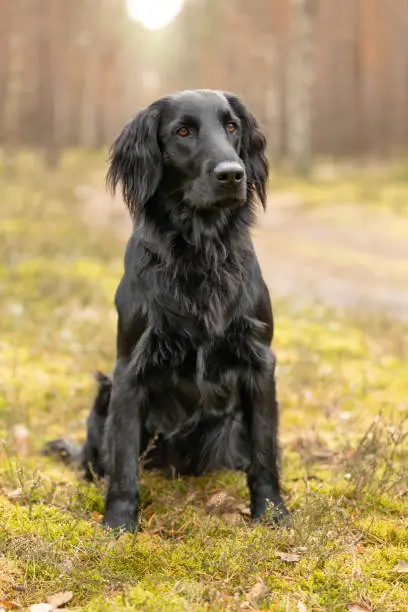 Perro perdiguero de pelo plano negro sentado sobre musgo en el bosque Perro perdiguero de pelo plano negro sentado sobre musgo en el bosque