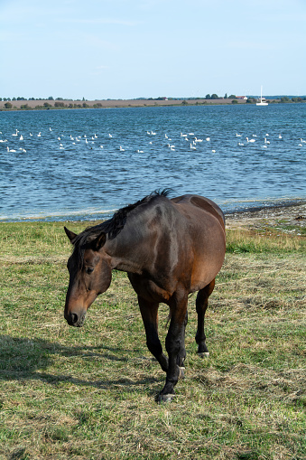 A horse in the pasture on the shore of a lake with many swans in the water