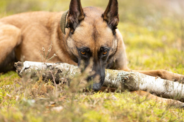 Belgian Shepherd Malinois dog playing with a stick. This file is cleaned and retouched.