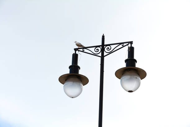 A seagull sits on an old street lamp under an overcast sky