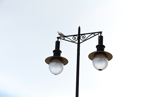 A seagull sits on an old street lamp under an overcast sky