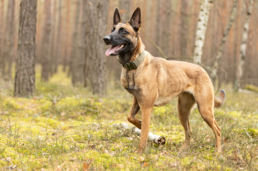Belgian Shepherd Malinois dog standing in forest. This file is cleaned and retouched.