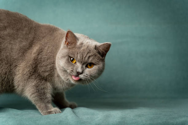 istock Gray cat standing on blue cloth, gazing sideways 2073893488
