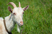 A goat is standing in a field in close-up.